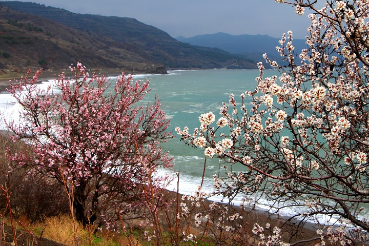 Цветущие деревья на фоне моря – снято на отдыхе в Крыму в Ялте в отеле Поляна Сказок